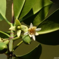 Rhizophora mucronata Poir.